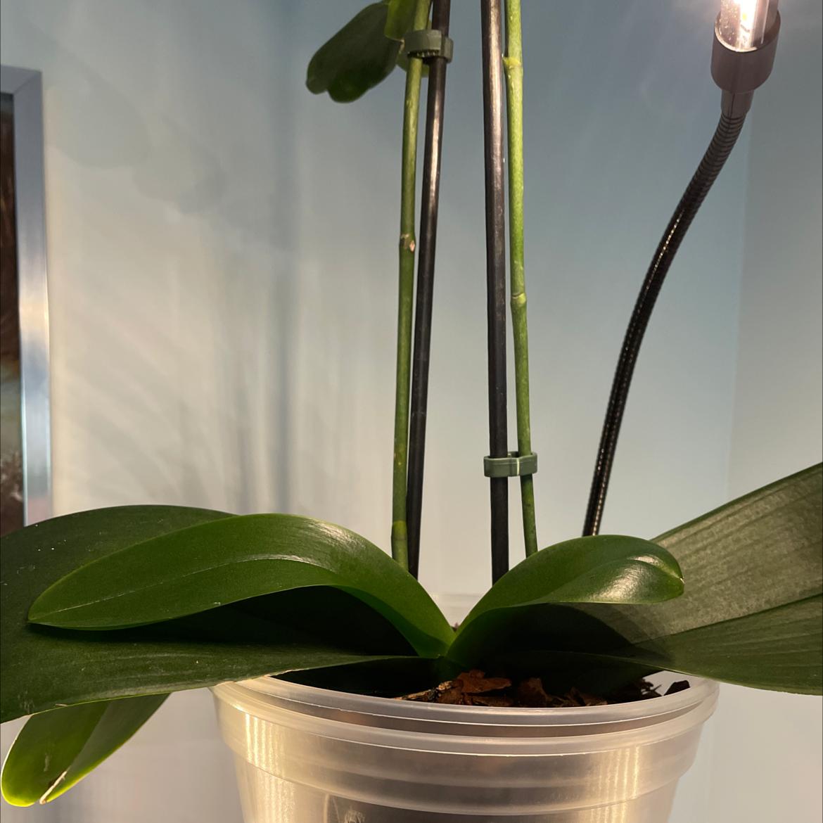 Phalaenopsis schilleriana plant photo by @Greg2005 named Kobe on Greg, the plant care app.