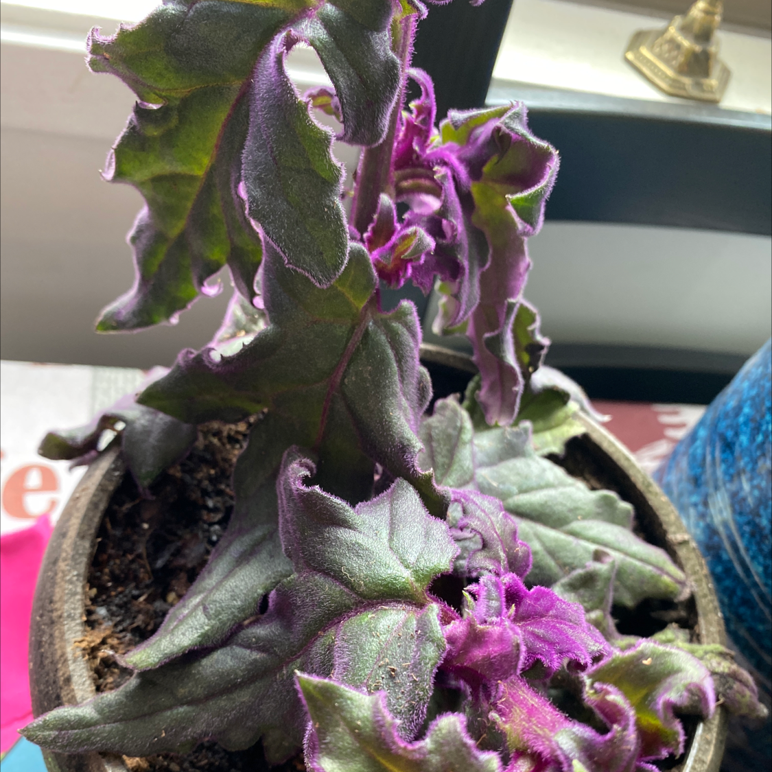 Purple Velvet Plant plant photo by @Greg2005 named Aristotle🪴🌸 on Greg, the plant care app.