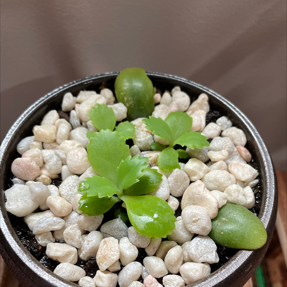 Mother of Thousands plant photo by @Greg2005 named Curie on Greg, the plant care app.