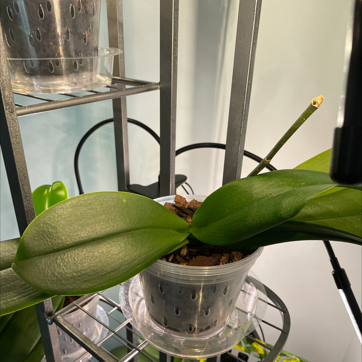 Moon Orchid plant photo by @Greg2005 named Prince on Greg, the plant care app.