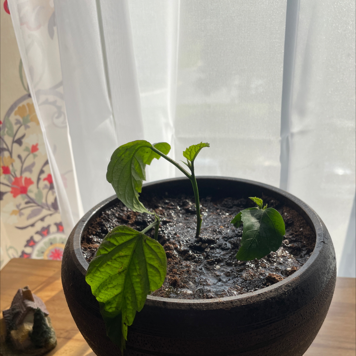Hibiscus Tree plant photo by @Greg2005 named Rozka on Greg, the plant care app.