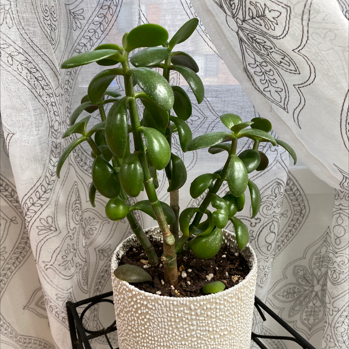 Lucky Plant plant photo by @Greg2005 named Luna on Greg, the plant care app.