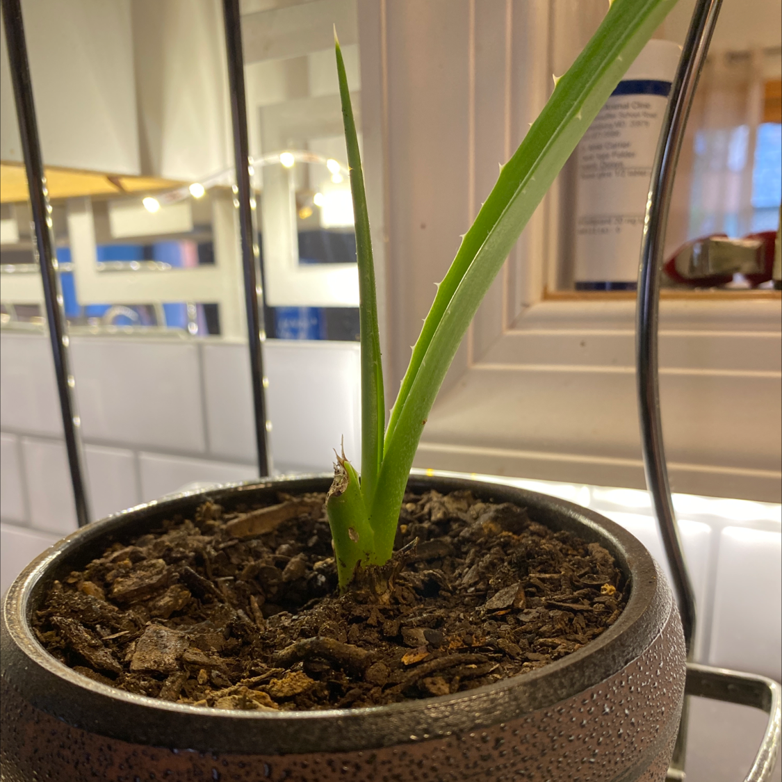 Mexican Fan Palm plant photo by @Greg2005 named Aria on Greg, the plant care app.