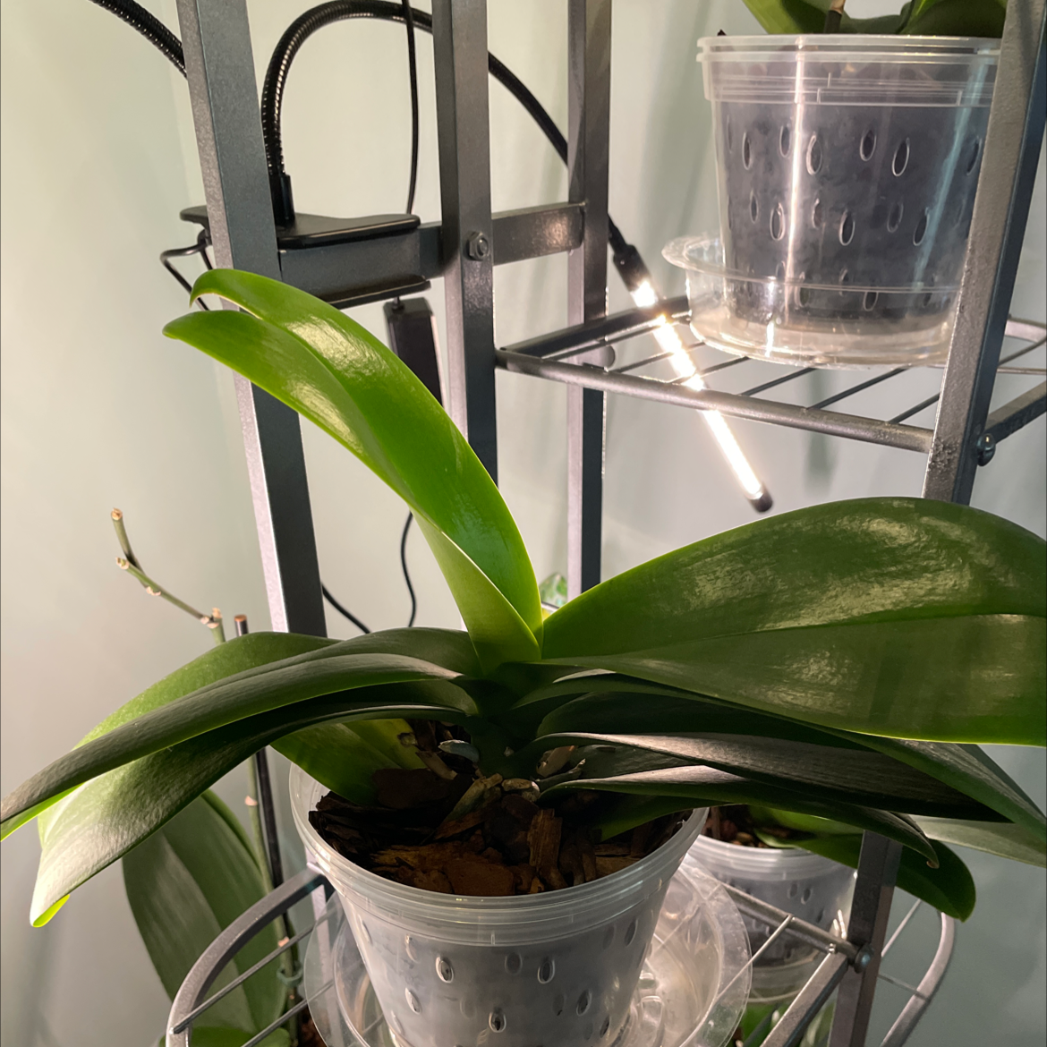Early-Purple Orchid plant photo by @Greg2005 named Harmony on Greg, the plant care app.