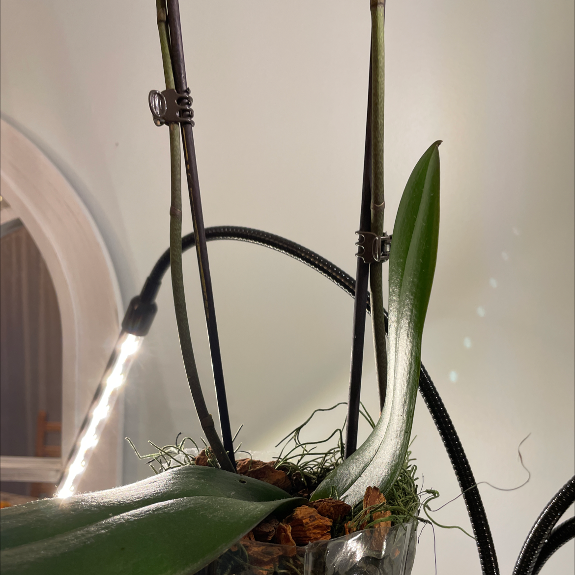 Moon Orchid plant photo by @Greg2005 named CPC Girl on Greg, the plant care app.