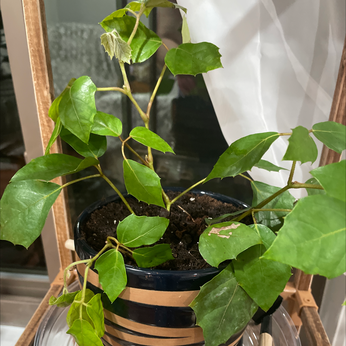 Grape Ivy plant photo by @Greg2005 named Svetla on Greg, the plant care app.