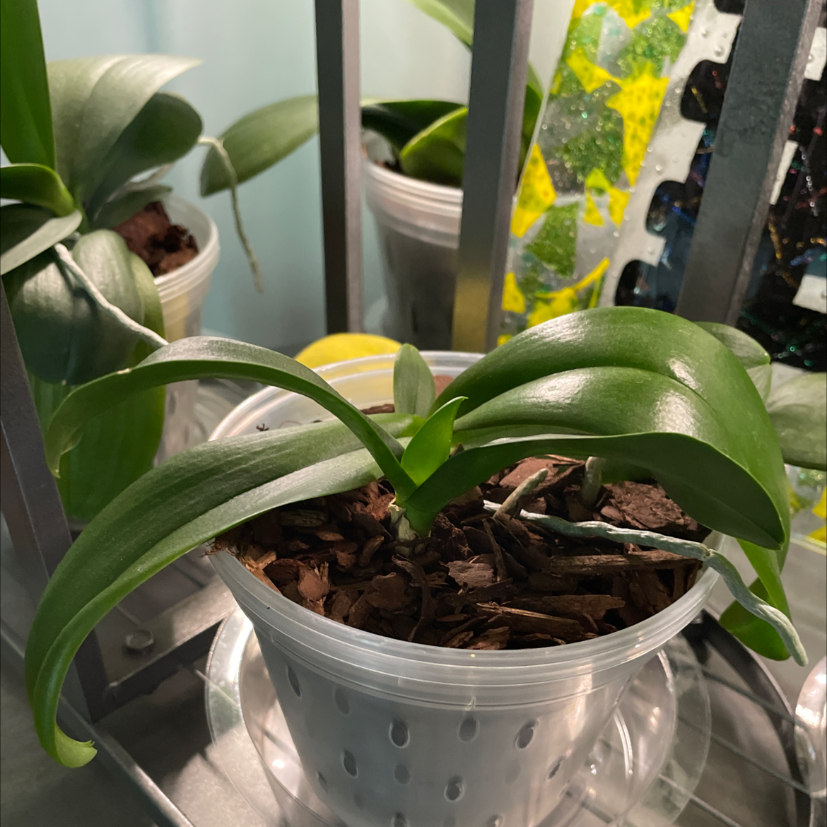 Mini Phalaenopsis Orchid plant photo by @Greg2005 named Walt on Greg, the plant care app.