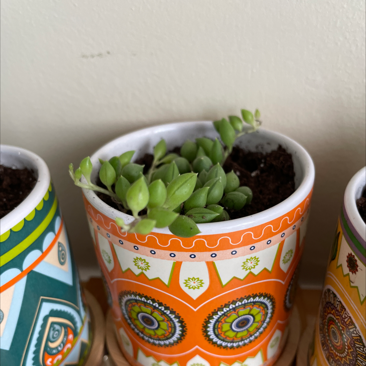 Potted String of Watermelons plant with visible soil, healthy leaves, and colorful pots.
