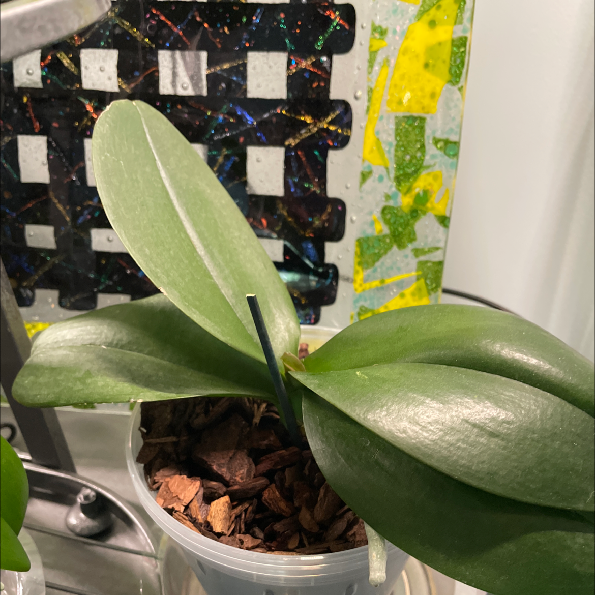 Doritis pulcherrima plant photo by @Greg2005 named Drake on Greg, the plant care app.