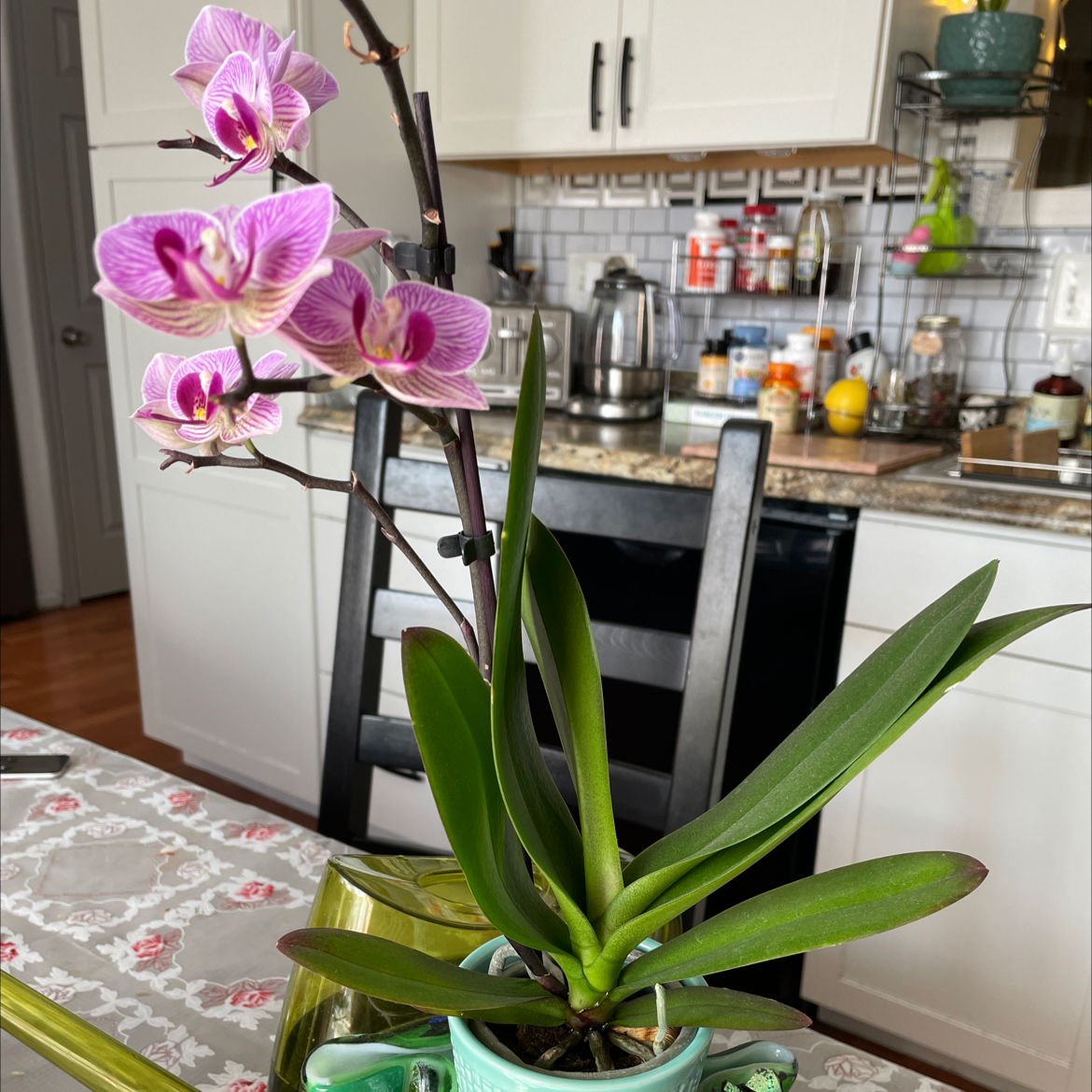 Mini Phalaenopsis Orchid with pink and white flowers in a kitchen setting.
