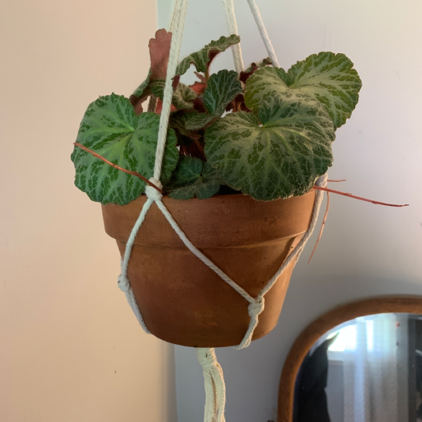Photo of the plant species Strawberry Begonia by @chloe.lenilee named Saxy Long Legs on Greg, the plant care app