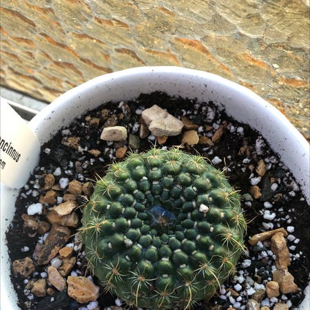 Photo of the plant species Notocactus elegans by Yuri named Your plant on Greg, the plant care app