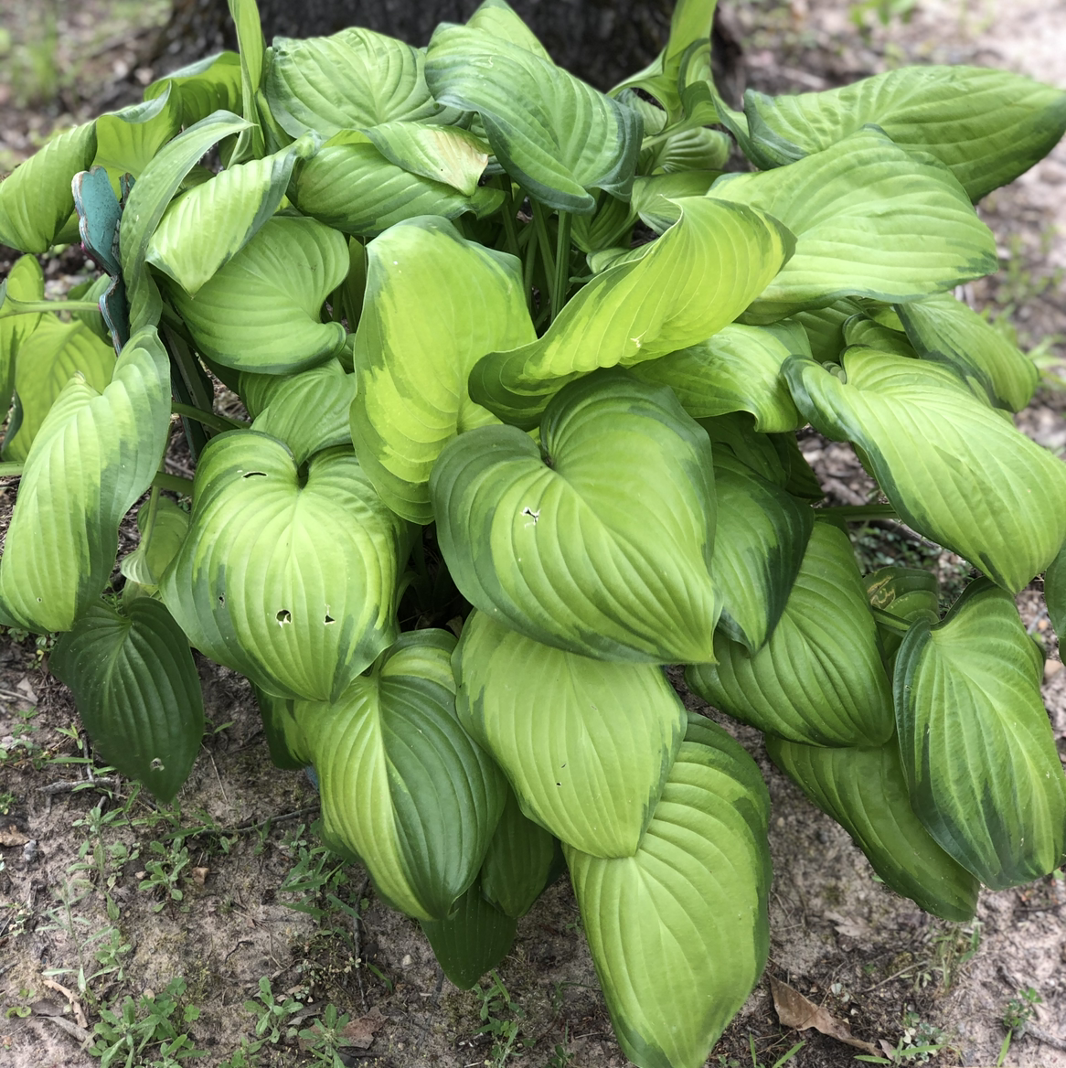 Siebold's Plantain Lily with broad green leaves, slight yellowing and browning at edges.