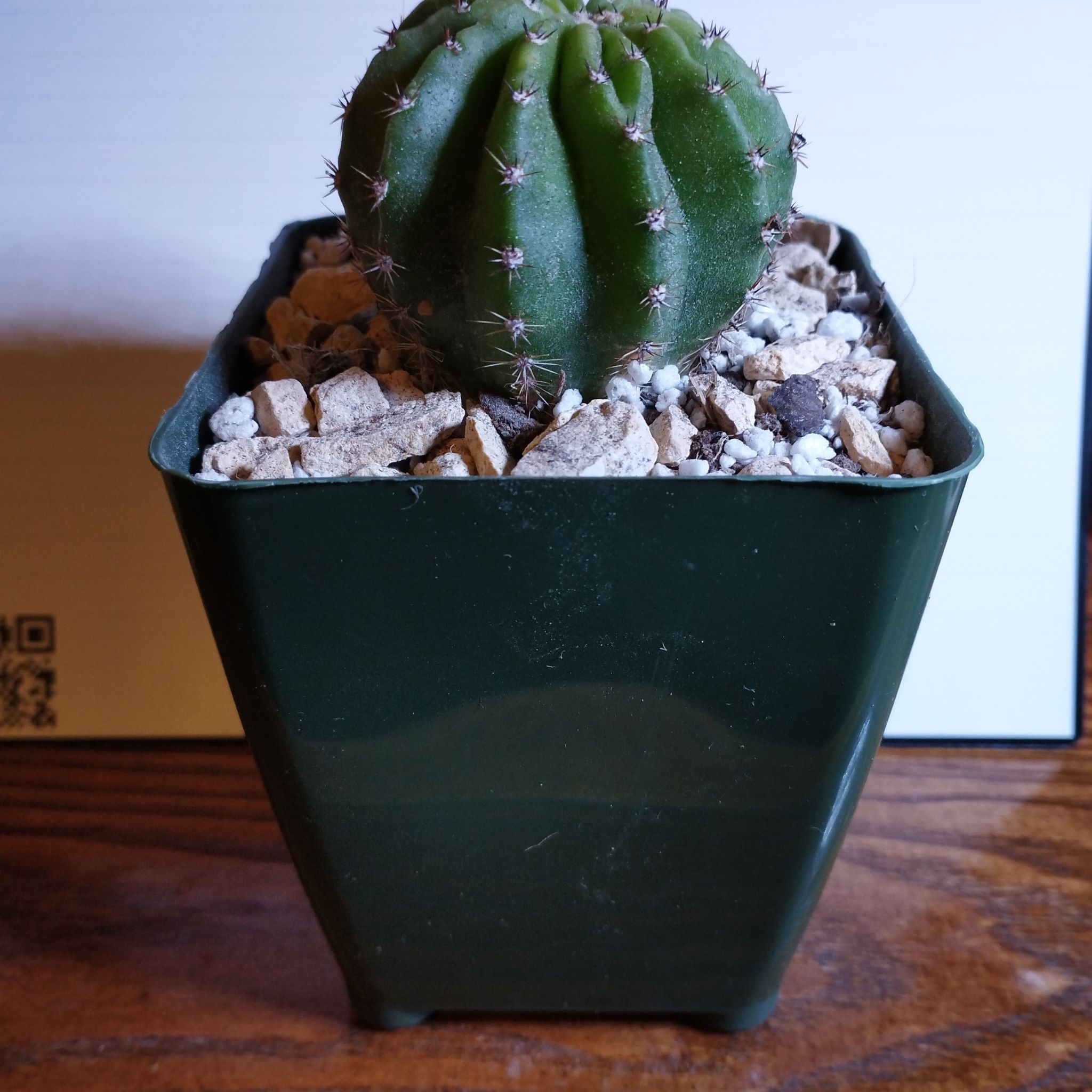 A healthy Easter Lily Cactus in a green pot with rocky soil.