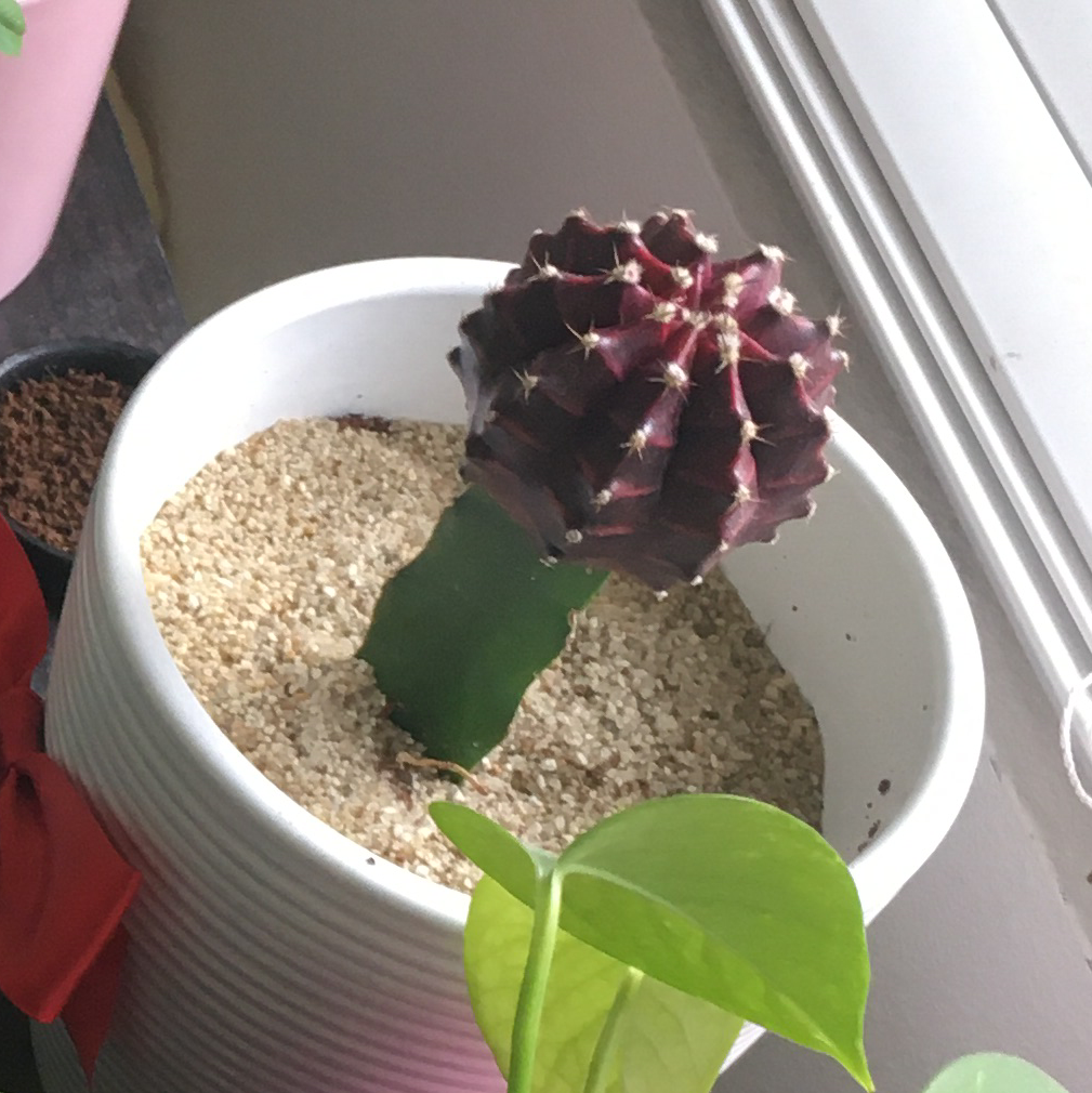 Moon Cactus plant photo by @SilentCynder90 named Berry on Greg, the plant care app.