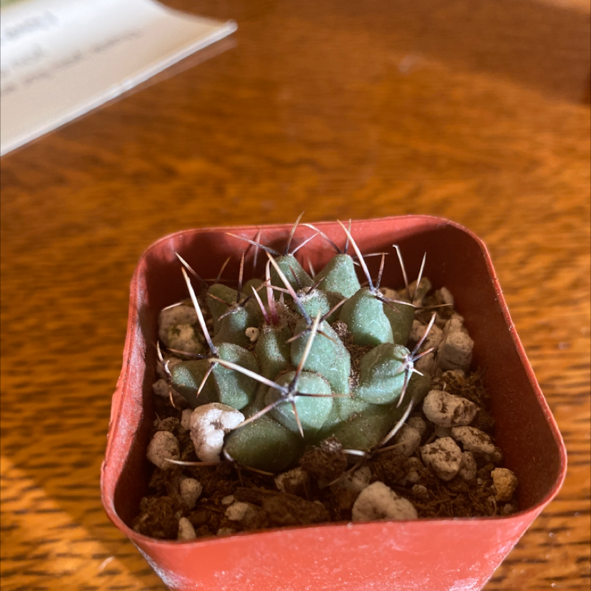 Turbinicarpus schmiedickeanus cactus in a red pot with visible soil.