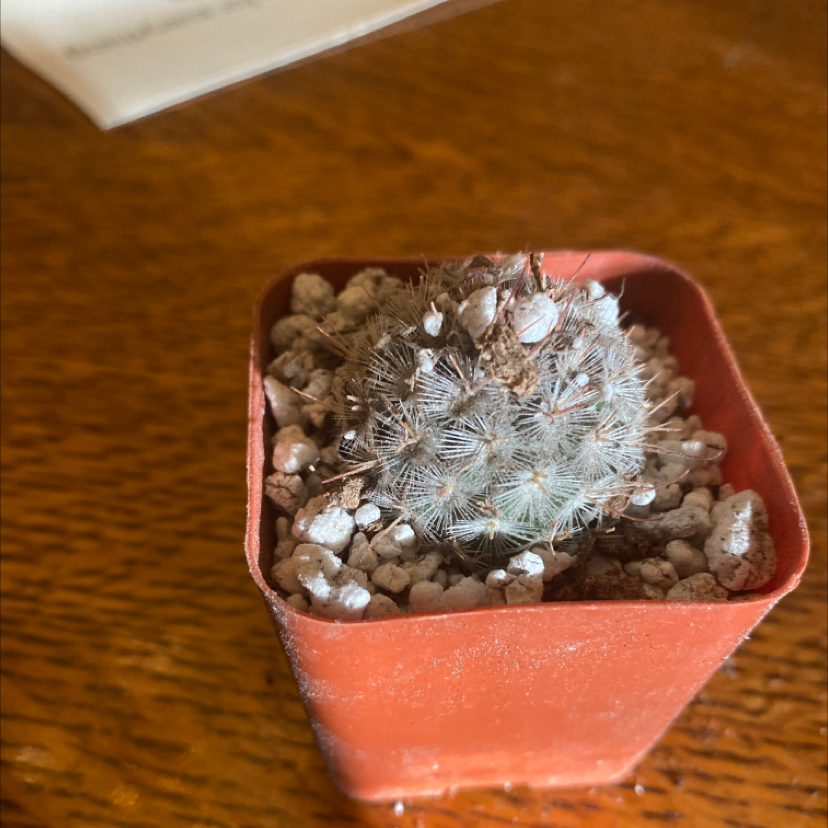 Small Mammillaria Haageana cactus in a red pot with visible soil.