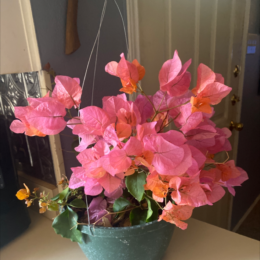 Potted Lesser Bougainvillea with vibrant pink and orange bracts, healthy appearance.