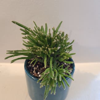 Hairy Stemmed Rhipsalis plant in Chicago, Illinois