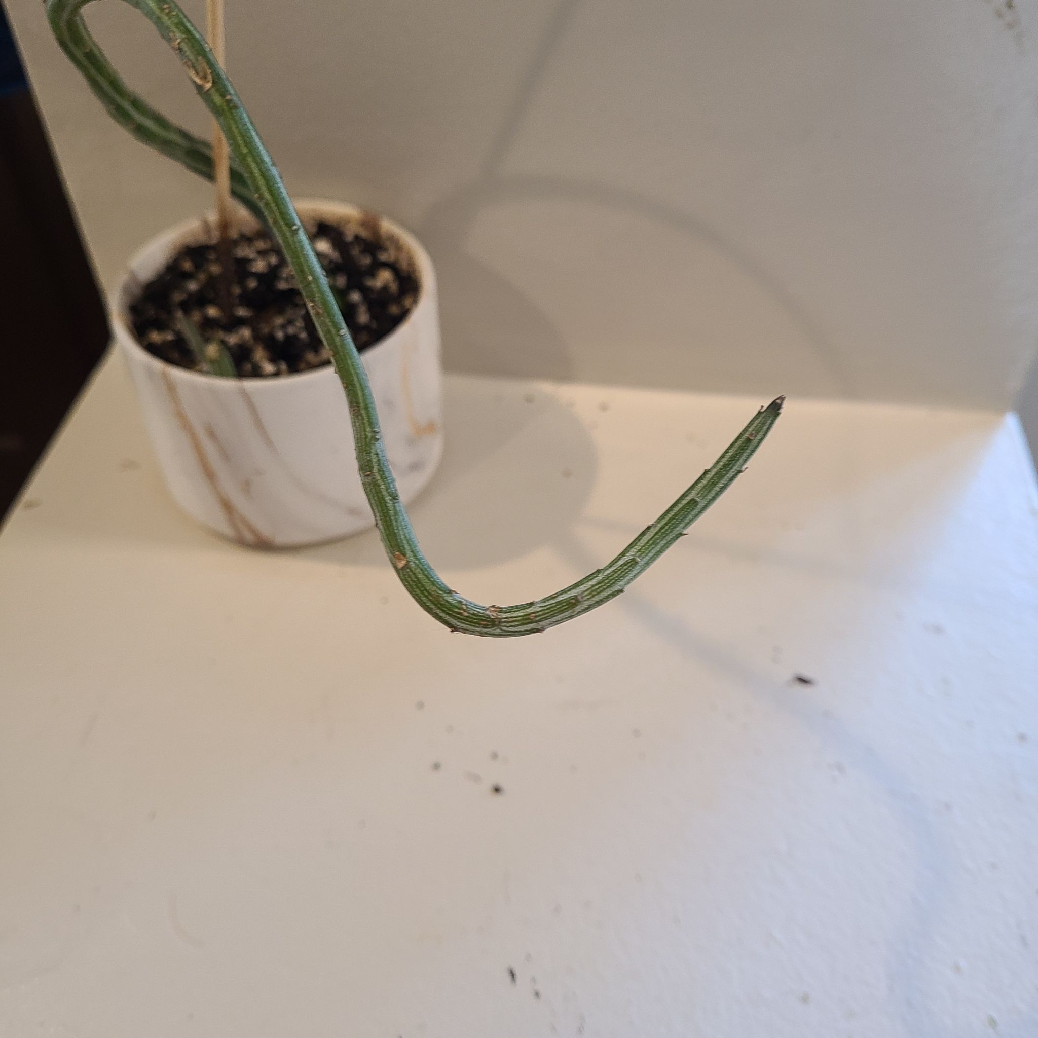 Photo of the plant species Inch Worm by @MajorKoa named Chris Kleinia on Greg, the plant care app
