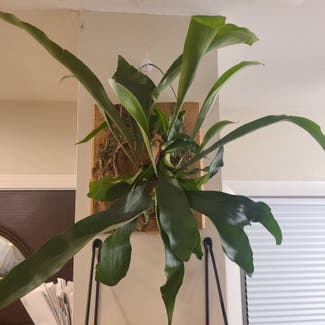 Staghorn Fern plant in Chicago, Illinois