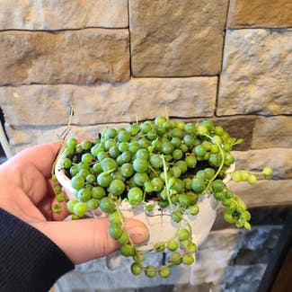 String of Pearls plant in Chicago, Illinois