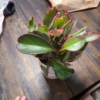 Peperomia 'Ginny' plant in Chicago, Illinois
