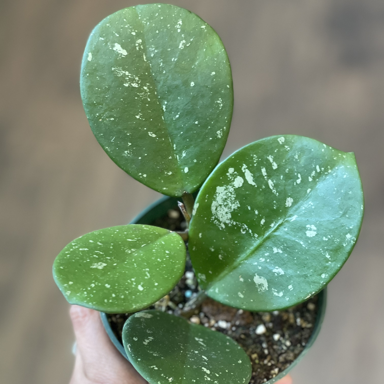 Hoya obovata plant with green leaves and white speckles in a small pot, visible soil.