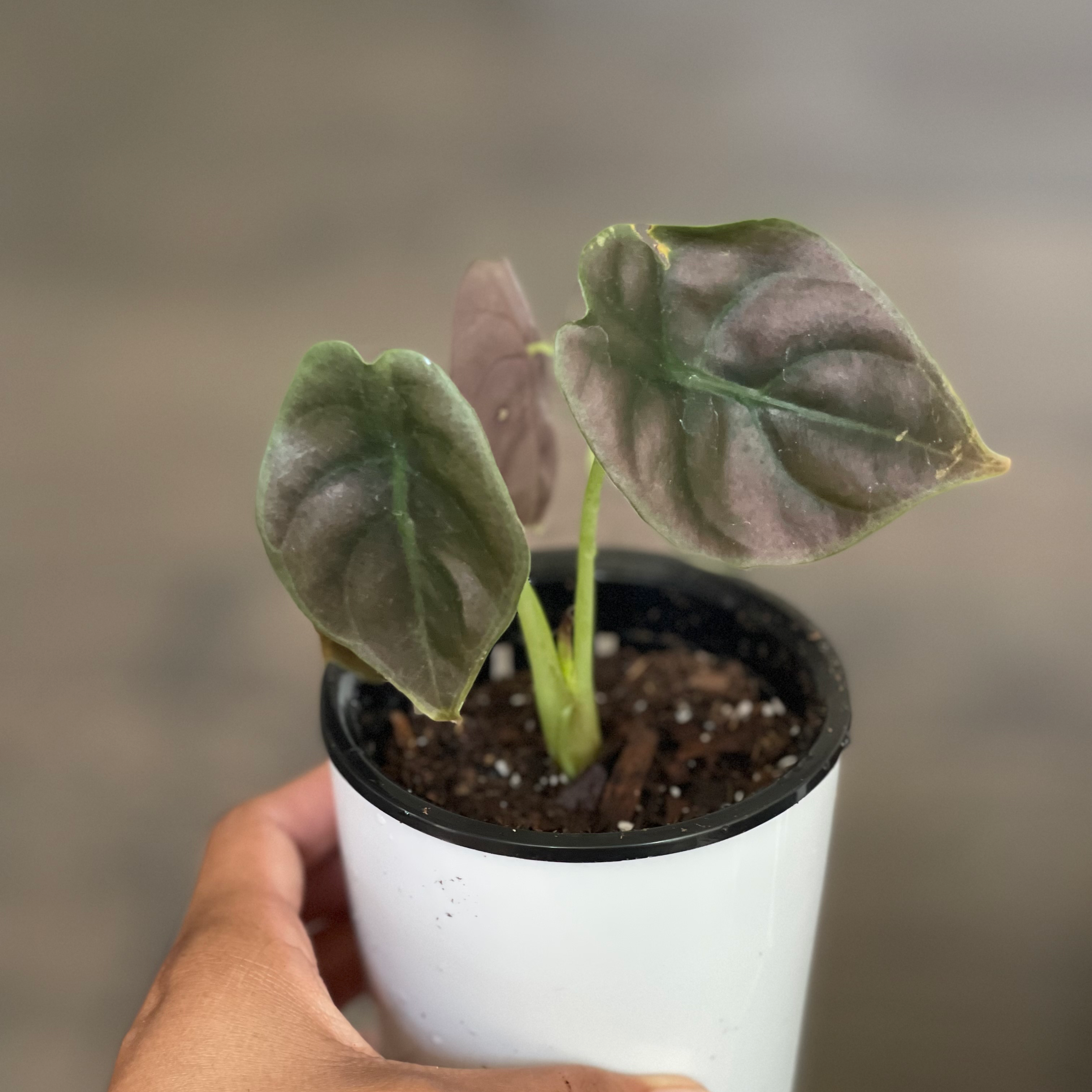 Potted Jewel Alocasia plant with dark green and purple leaves, held by a hand.