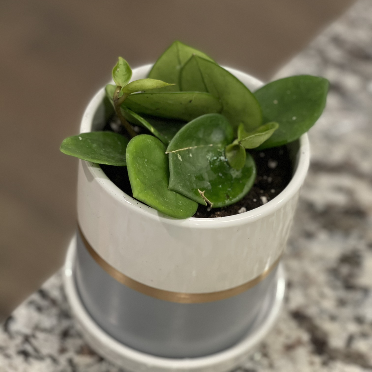Potted Chelsea Hoya plant with thick green leaves in a white pot.