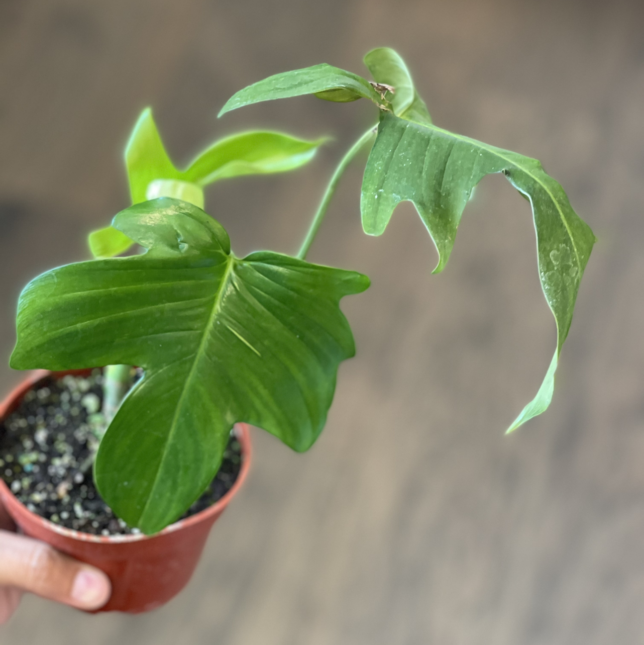 Philodendron Pedatum plant in a small pot with visible soil and healthy green leaves.