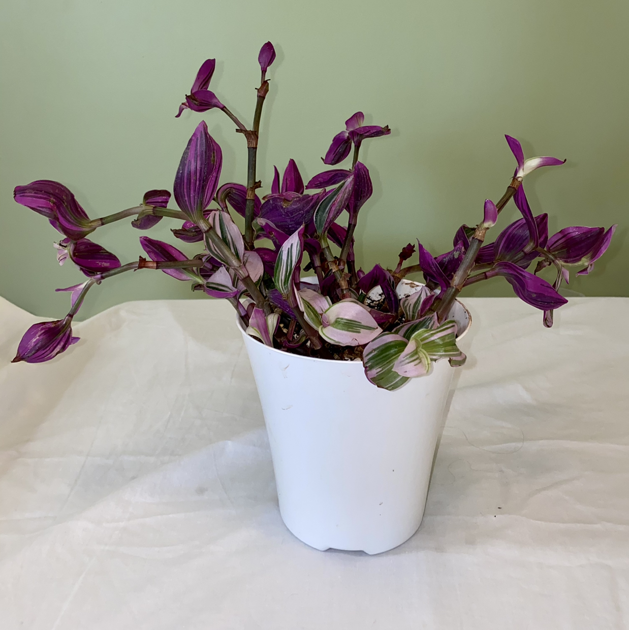 Lilac Tradescantia plant in a white pot with vibrant purple and green leaves.