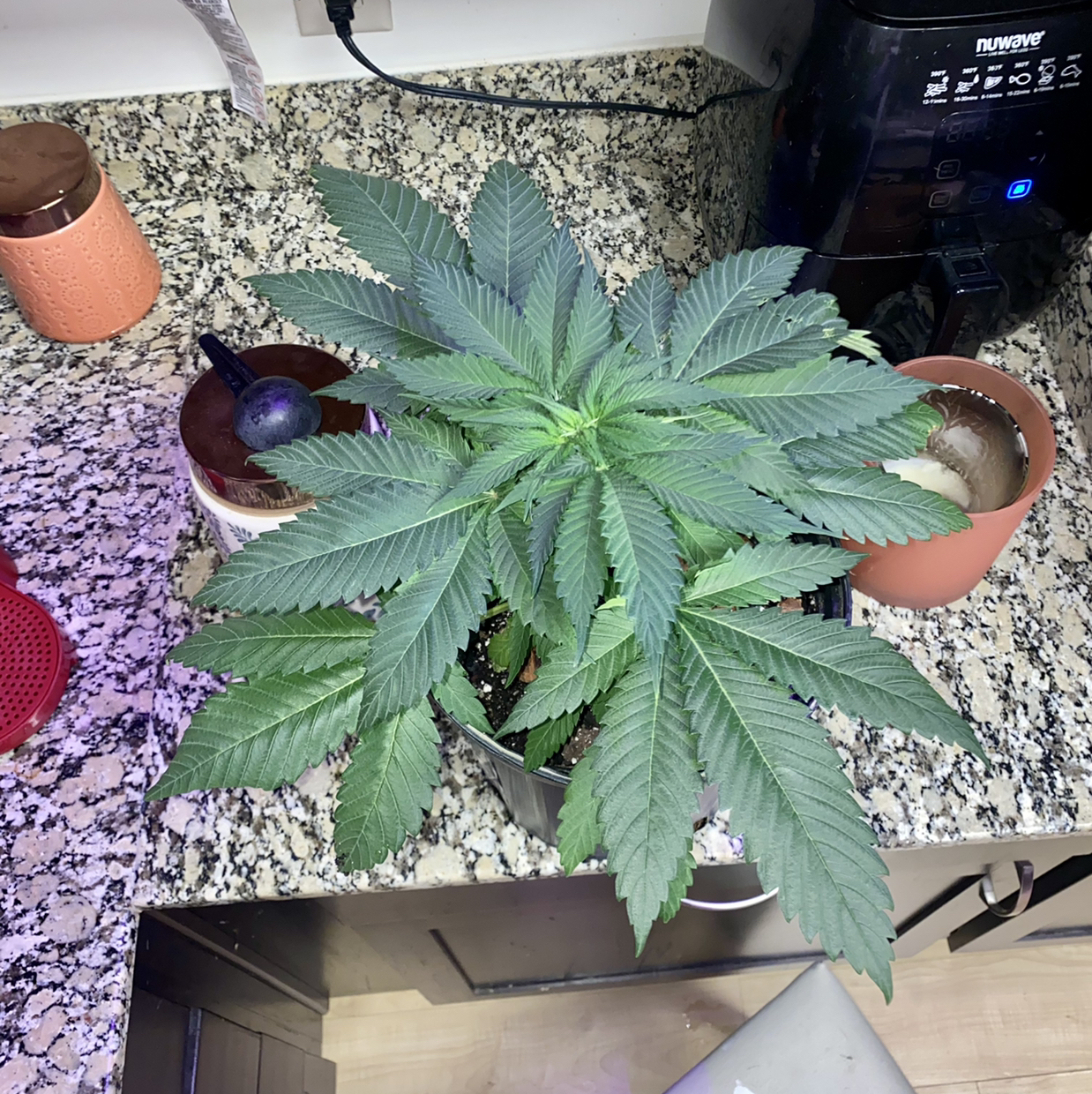Healthy marijuana plant with broad green leaves in a pot on a kitchen counter.