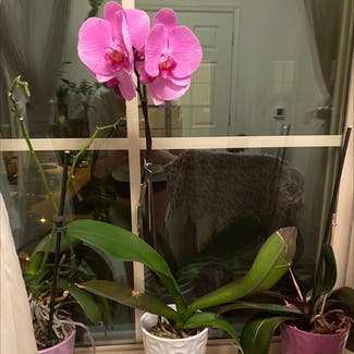 Phalaenopsis Orchid plant in Blacksburg, Virginia