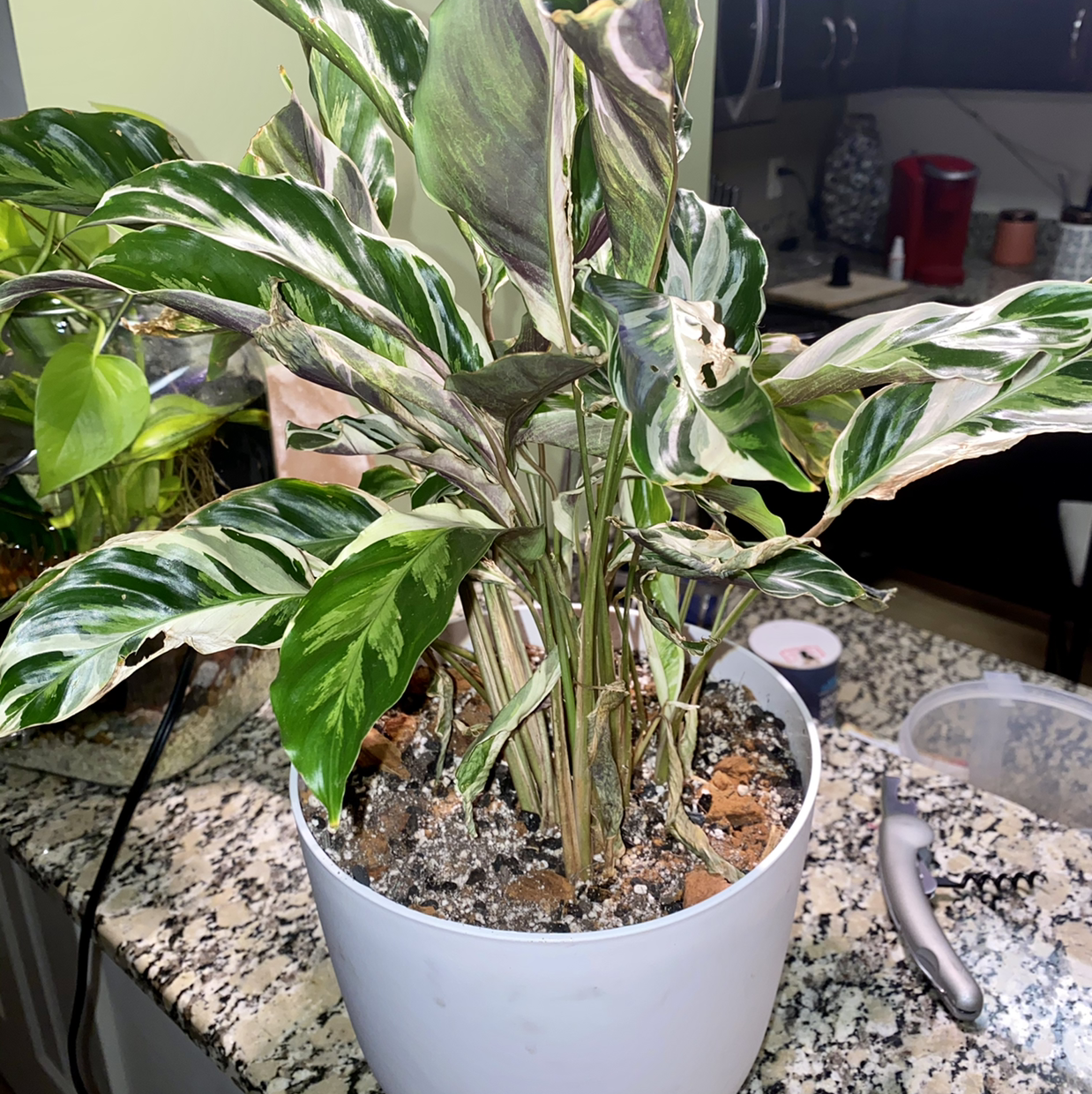 Photo of the plant species White Fusion Peacock Plant by @champagnedani named Mave on Greg, the plant care app