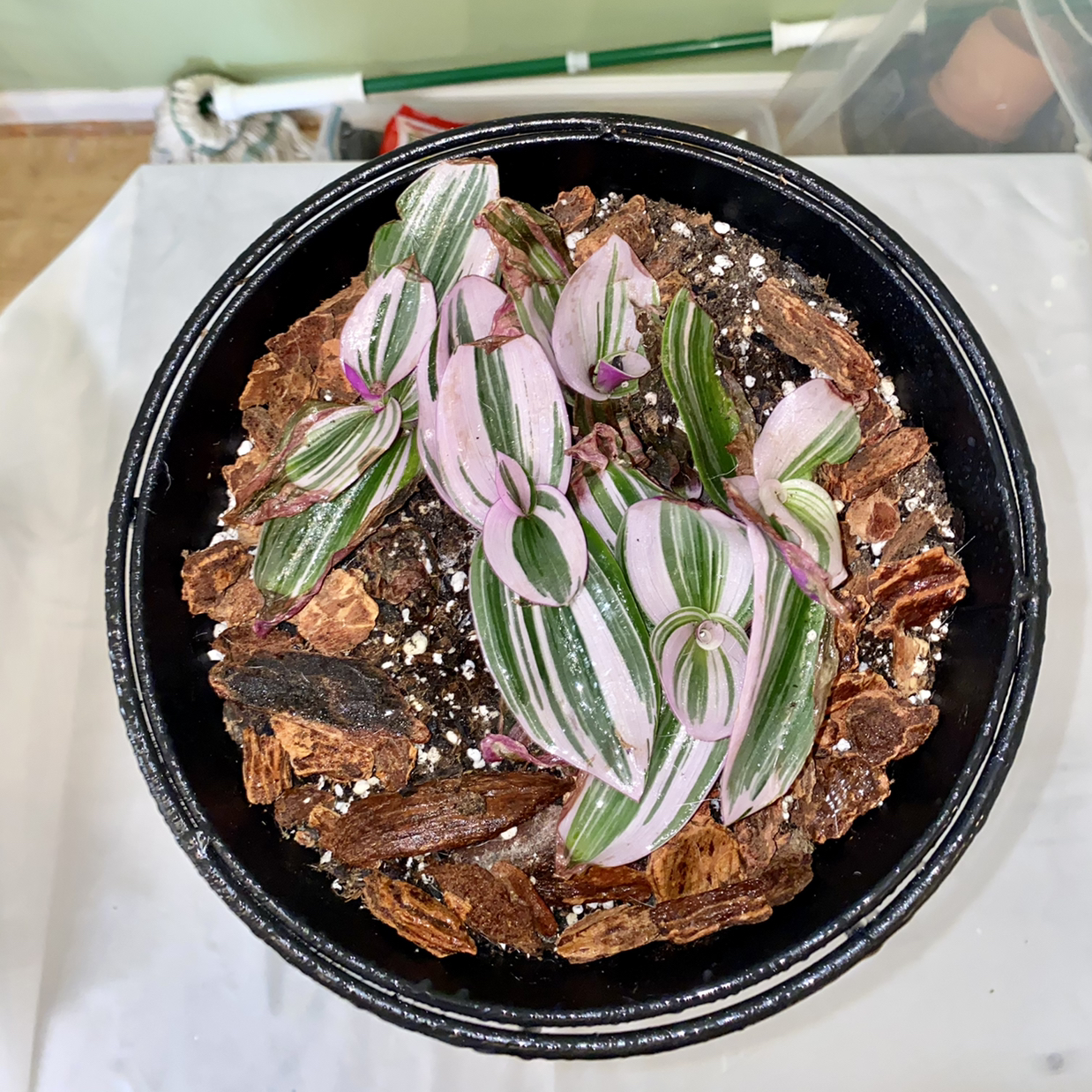 Tradescantia Nanouk plant photo by @champagnedani named Tina on Greg, the plant care app.