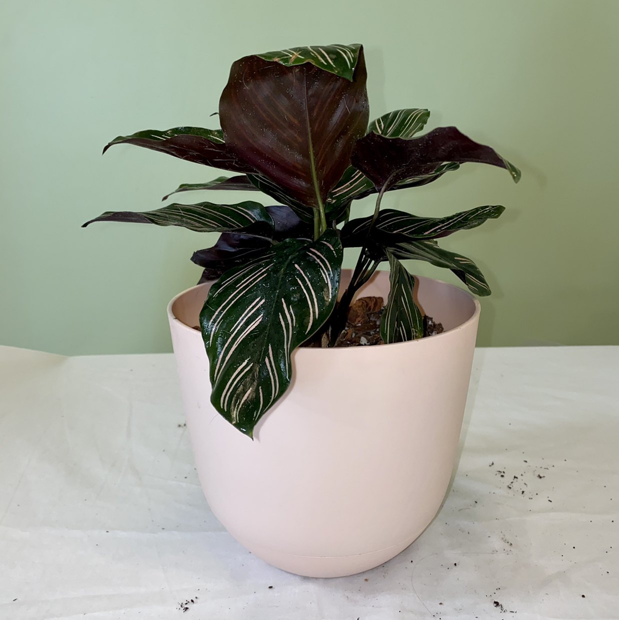 Pinstripe Calathea plant photo by @champagnedani named Kylie on Greg, the plant care app.