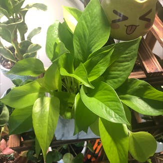 Neon Pothos plant in Baltimore, Maryland