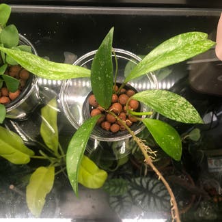 Hoya pubicalyx 'Splash' plant in Baltimore, Maryland