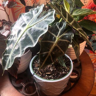 Alocasia Polly Plant plant in Baltimore, Maryland