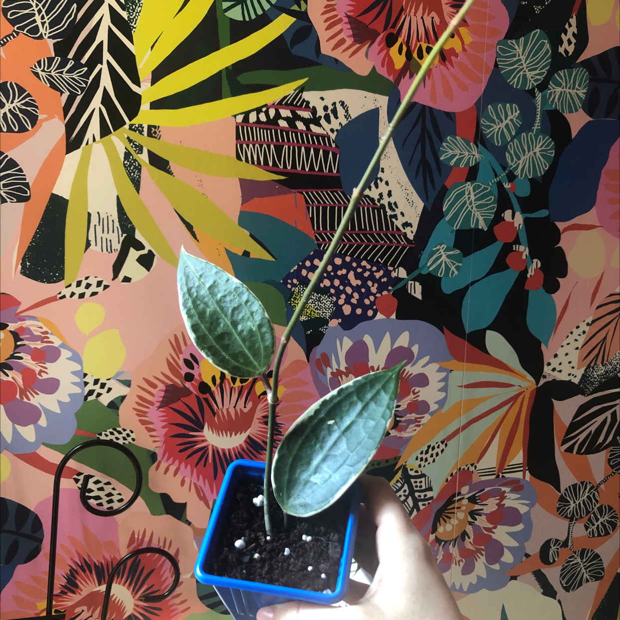 Hoya macrophylla 'Albomarginata' plant in a blue pot with colorful patterned background.