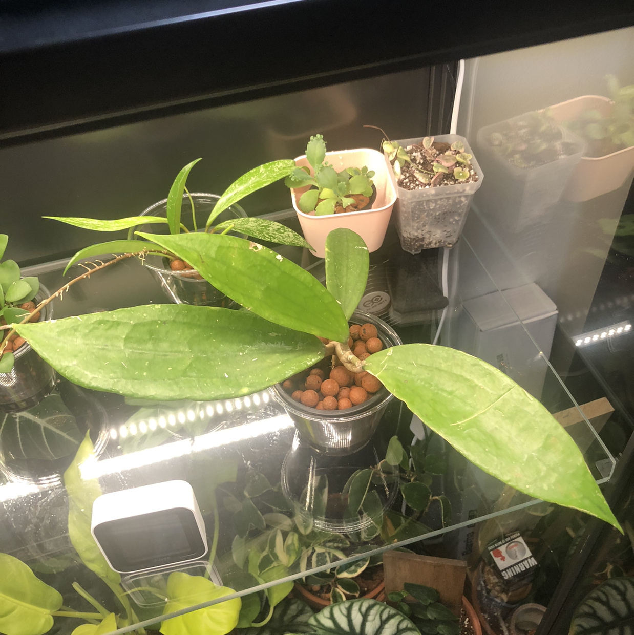Photo of the plant species Hoya 'Jennifer' by @Neeviez named Jennifer on Greg, the plant care app