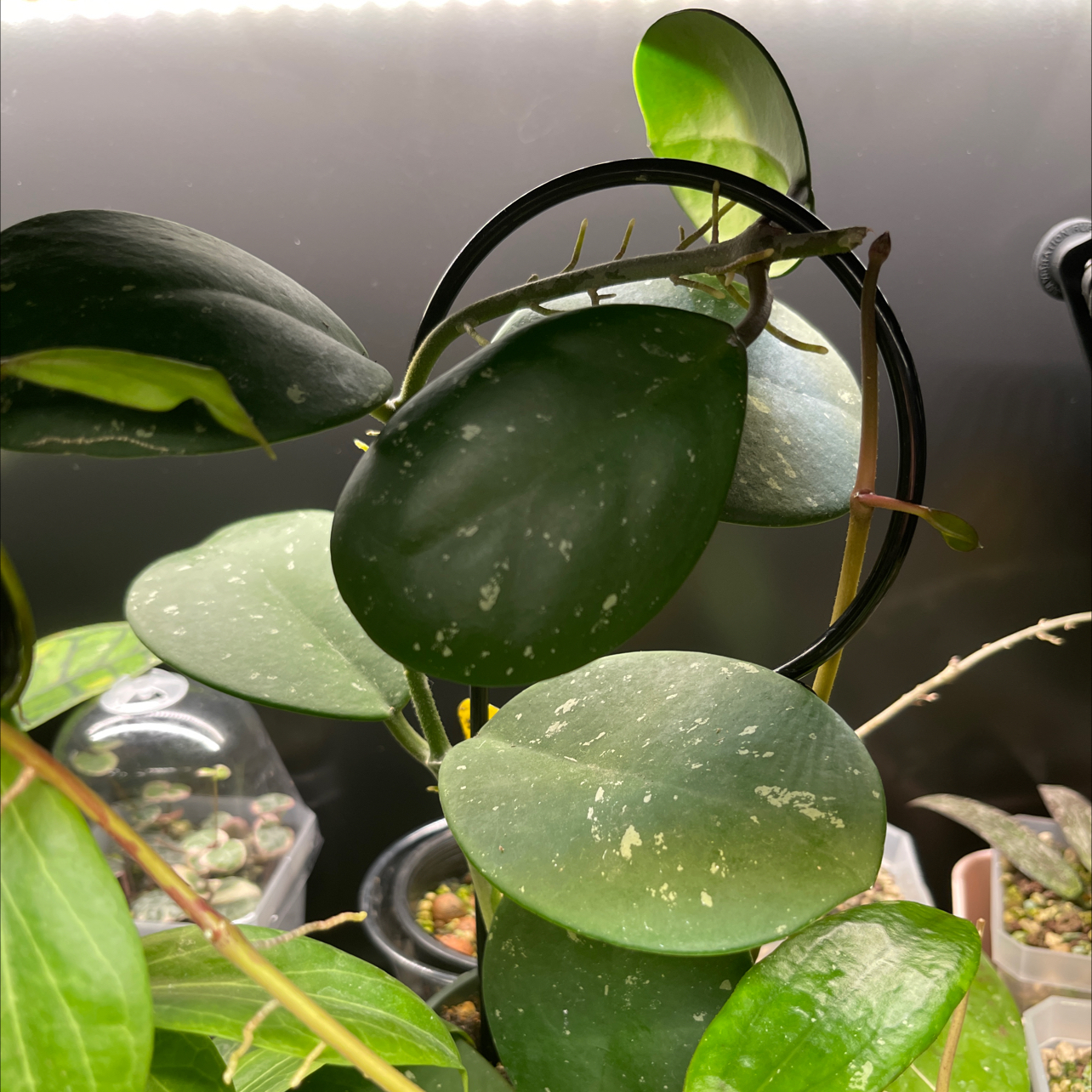 Photo of the plant species Hoya obovata by @Neeviez named Melano on Greg, the plant care app