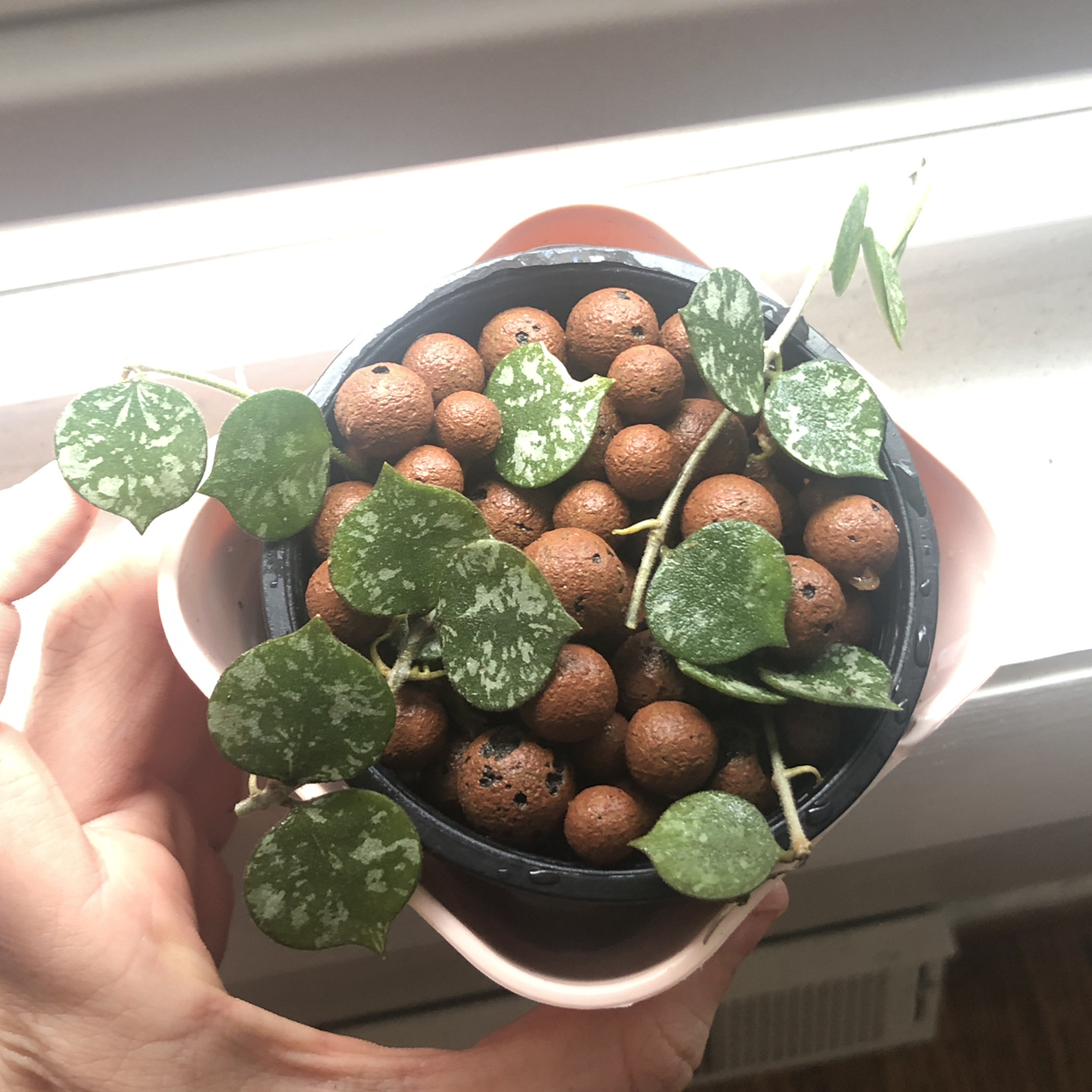 Potted Fung Wax Flower plant with variegated leaves and clay pebbles, held by hands.