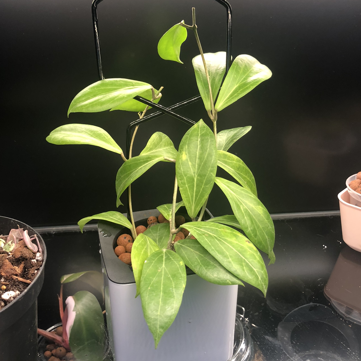 Photo of the plant species Hoya camphorifolia by @Neeviez named Camphini on Greg, the plant care app
