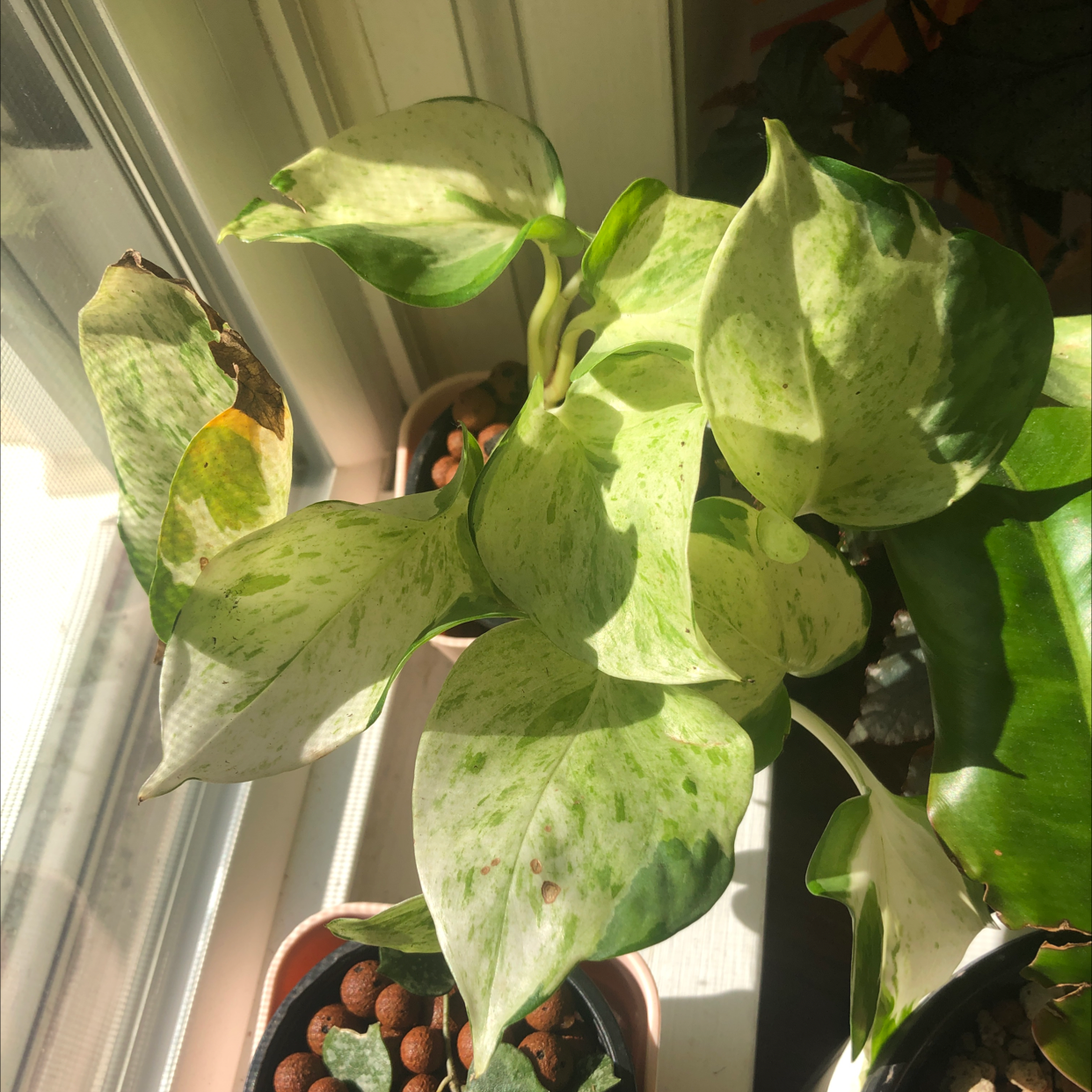 Manjula Pothos plant with variegated leaves, some browning at edges, near a window.