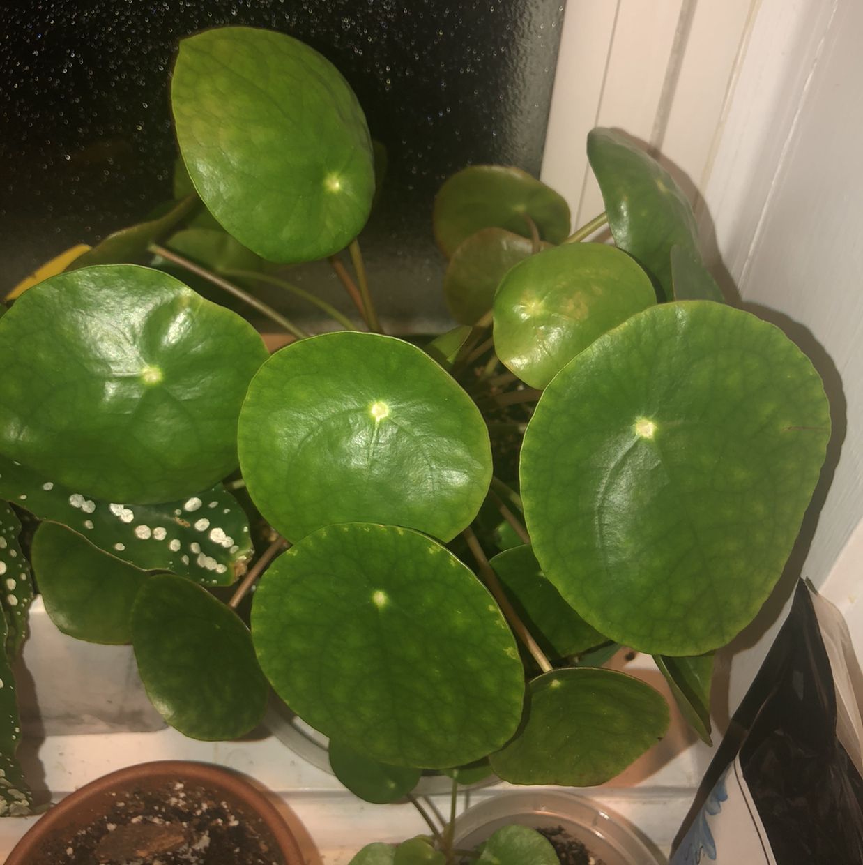 Chinese Money Plant plant photo by @Neeviez named Mica on Greg, the plant care app.