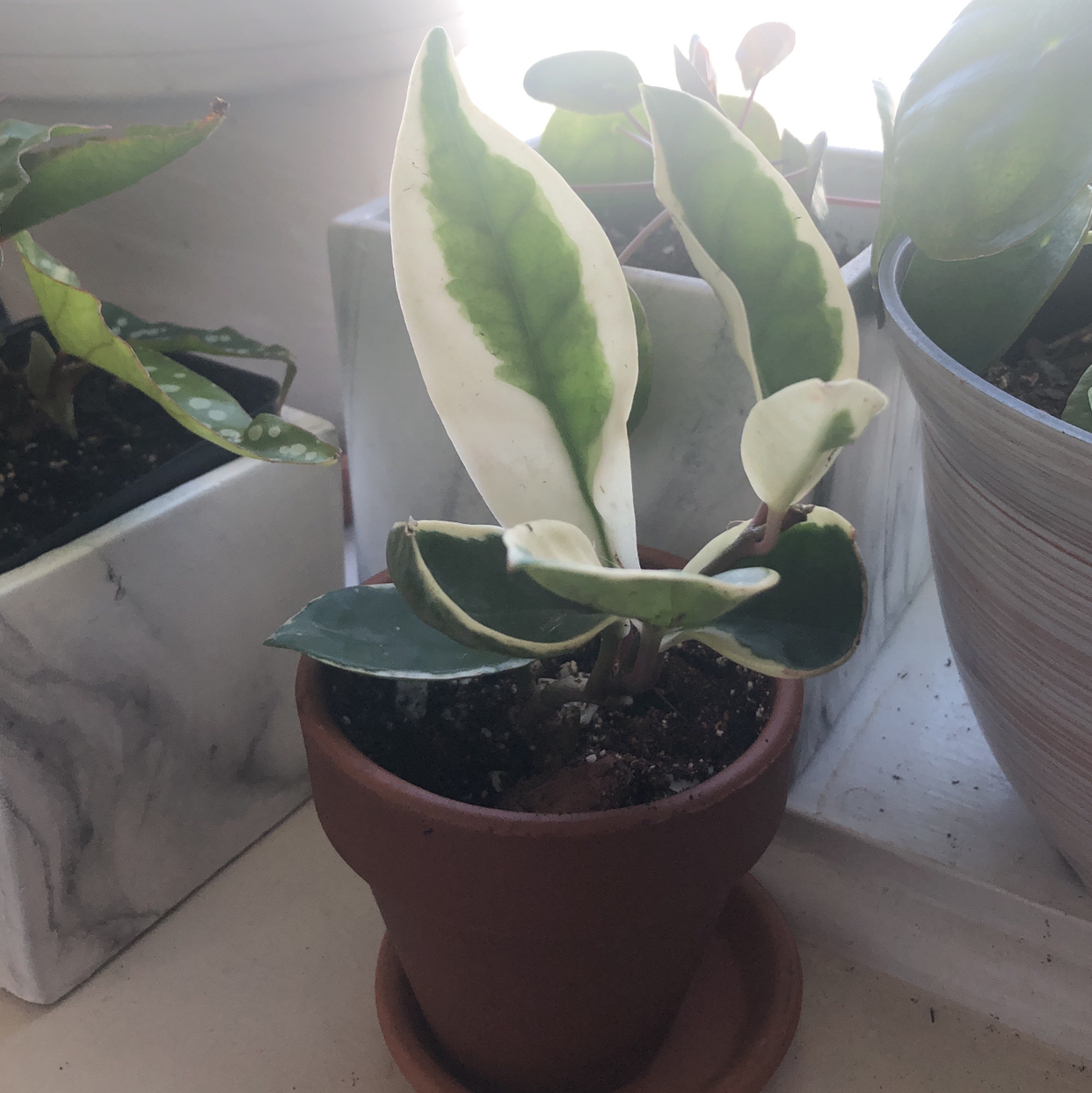 Photo of the plant species Hoya Carnosa Tricolor by @Neeviez named Sweet Pea on Greg, the plant care app