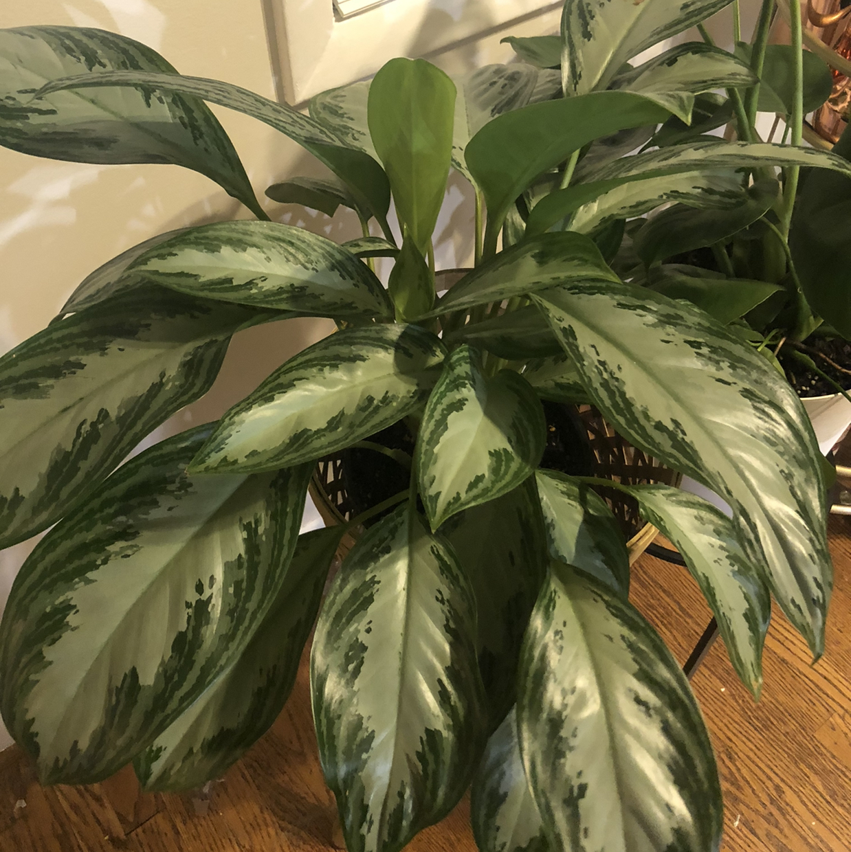 Chinese Evergreen plant photo by @Neeviez named Naomi on Greg, the plant care app.