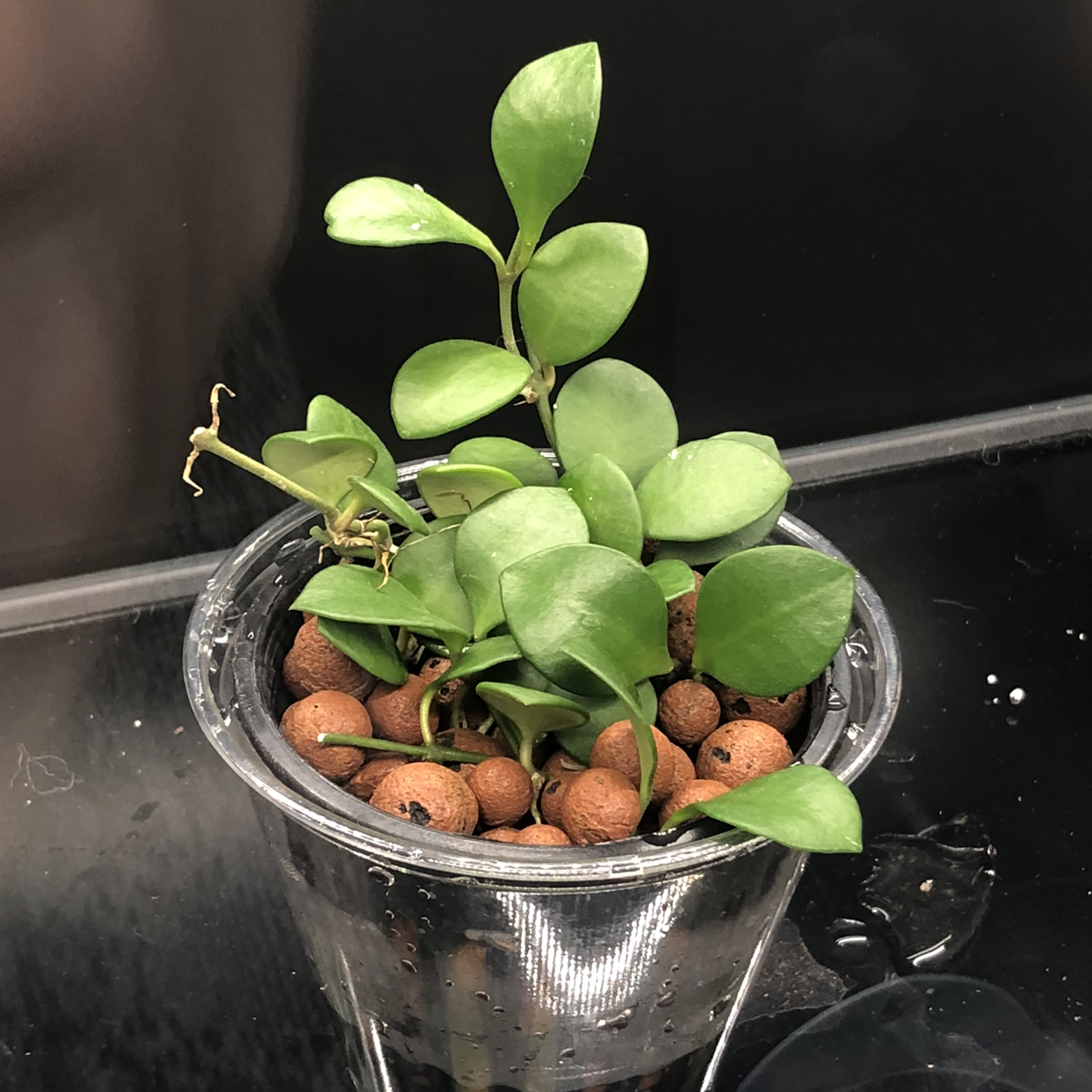 Photo of the plant species Hoya carmelae by @Neeviez named Carmelae on Greg, the plant care app